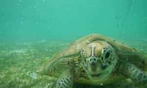 4 české zoo se spojily k ochraně mořských želv