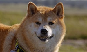 Fitmin seriál o psích plemenech: Shiba inu a Akita inu