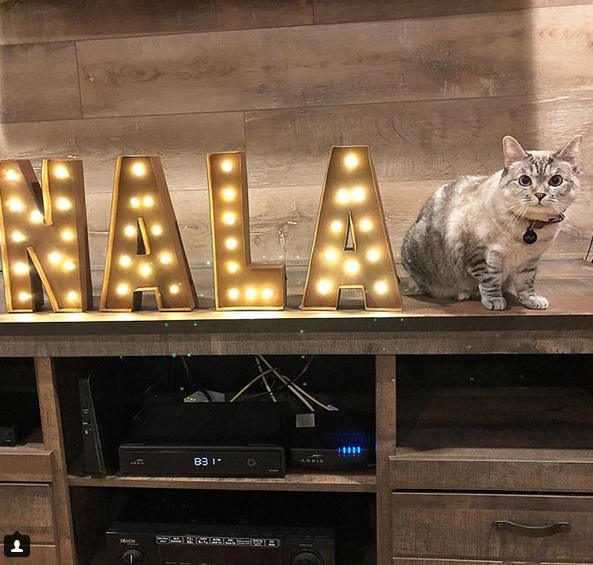 Nala Cat