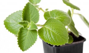 Rostlinka rýmovník, jako první pomoc při rýmě, migrénách i astmatu