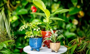 Věděli jste, že rostliny čistí vzduch?