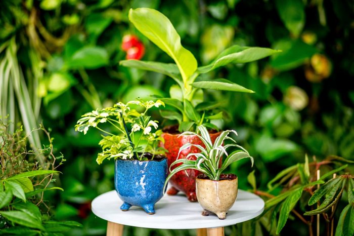 Věděli jste, že rostliny čistí vzduch?