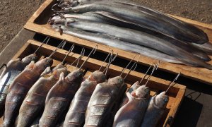 Jak udit ryby: Tipy na dobrý lák a ověřené recepty
