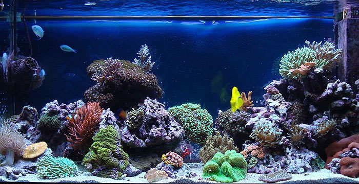 Jak zajistit optimální podmínky v mořském akváriu