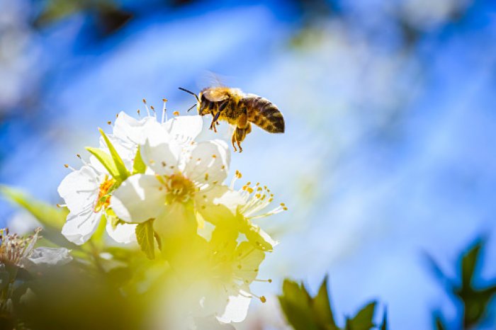 Získejte zdraví a energii od včel!