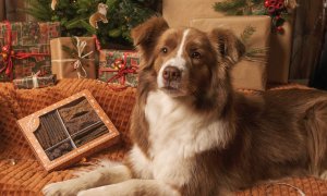 Soutěžte o limitovanou vánoční bonboniéru plnou výběrových přírodních pamlsků pro vaše psy!