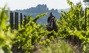Rodinné vinařství Raventós i Blanc: víno mají v krvi víc než 500 let