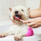 Proč psovi čistit zuby? Paradentóza neohrožuje jen jeho chrup