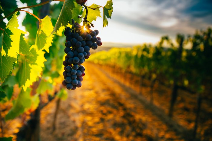 Užijte si letošní vinobraní naplno a vsaďte na bio víno!