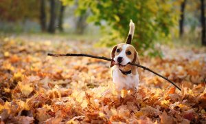 Jak zajistit zdravou výživu pro vaše štěně: Tipy od veterináře