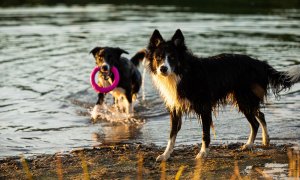 Správnou motivací naučíte plavat každého psa