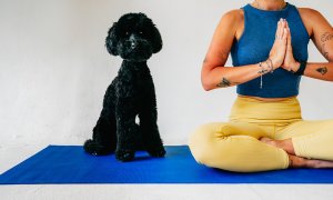 Cvičte jógu společně se svým domácím mazlíčkem