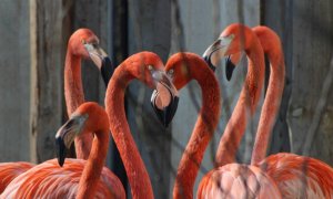Navštivte nový Zoopark Nehvizdy za Prahou