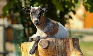 Darujte pod stromeček adopci zvířátka ze Zooparku Nehvizdy