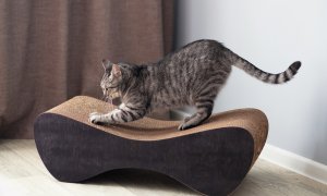 Zachraňte si nábytek před kočičími drápky s tímto stylovým bytovým doplňkem