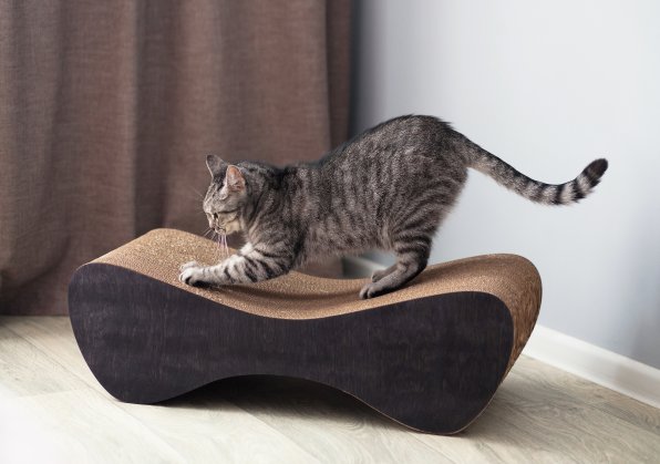 Zachraňte si nábytek před kočičími drápky s tímto stylovým bytovým doplňkem