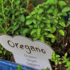 Oregano vám pomůže zmírnit bolest při artróze. Přidejte ho do těstovin, nebo si z něj uvařte čaj