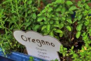 Oregano vám pomůže zmírnit bolest při artróze. Přidejte ho do těstovin, nebo si z něj uvařte čaj