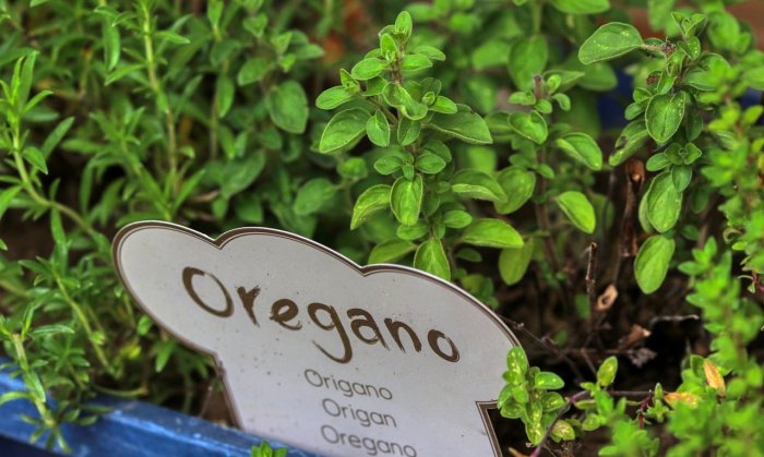 Oregano vám pomůže zmírnit bolest při artróze. Přidejte ho do těstovin, nebo si z něj uvařte čaj