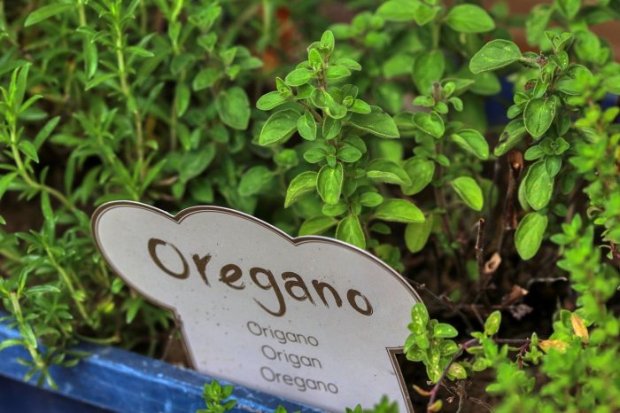 Oregano vám pomůže zmírnit bolest při artróze. Přidejte ho do těstovin, nebo si z něj uvařte čaj