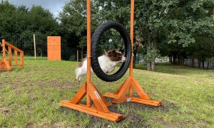 Purina otevírá další psí hřiště, do konce roku budou ve 40 obcích napříč Českem