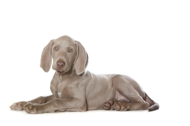 I letos zazáříte v kombinaci modro-bílá