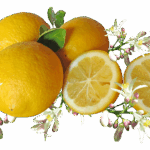 Citrusová péče od Weledy voní každému
