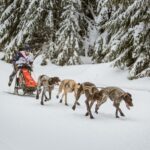 Sledujte s námi závody psích spřežení s Fitminem