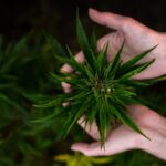 Vyhrajte účinný konopný gel Arthrocann od české značky Annabis, plus něco NAVÍC!