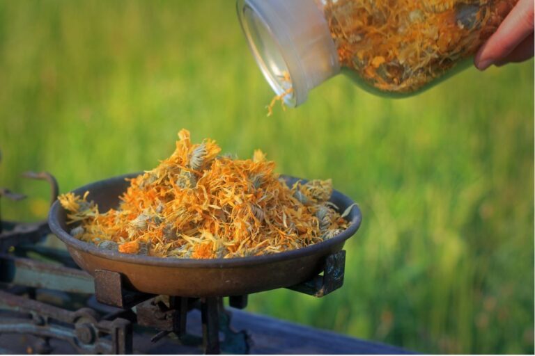 Svatojánské slunce – Třezalka tečkovaná