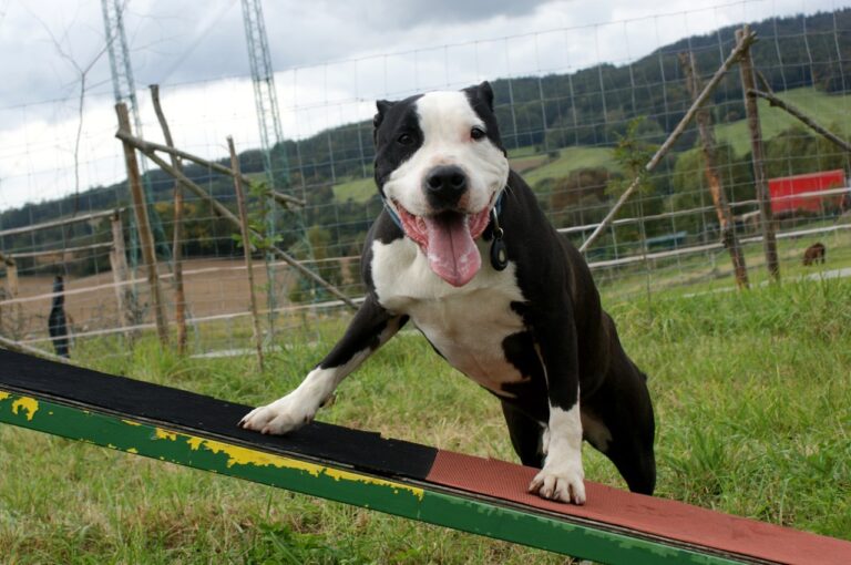 Máte rádi zvířátka? Pak si musíte stáhnout zábavné samolepky