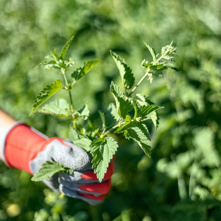 Kopřiva, přírodní pomoc pro mastné vlasy