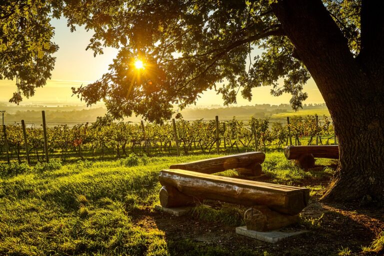 7 tipů, kam za vínem v hlavním městě vína ve Valticích