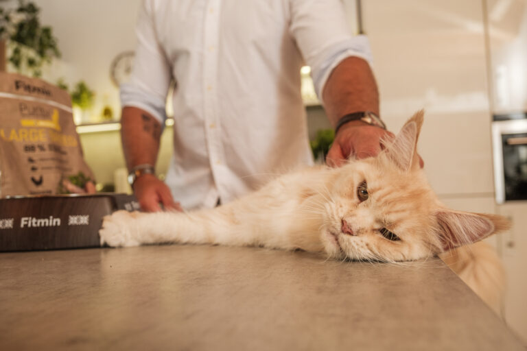 Nejen lidé mají své svátky. Oslavte s mazlíčky jejich Mezinárodní den psů a koček