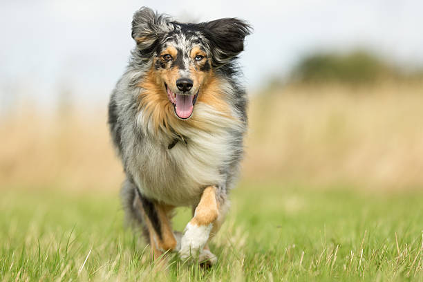 Fitmin seriál o psích plemenech: Border kolie a australský ovčák