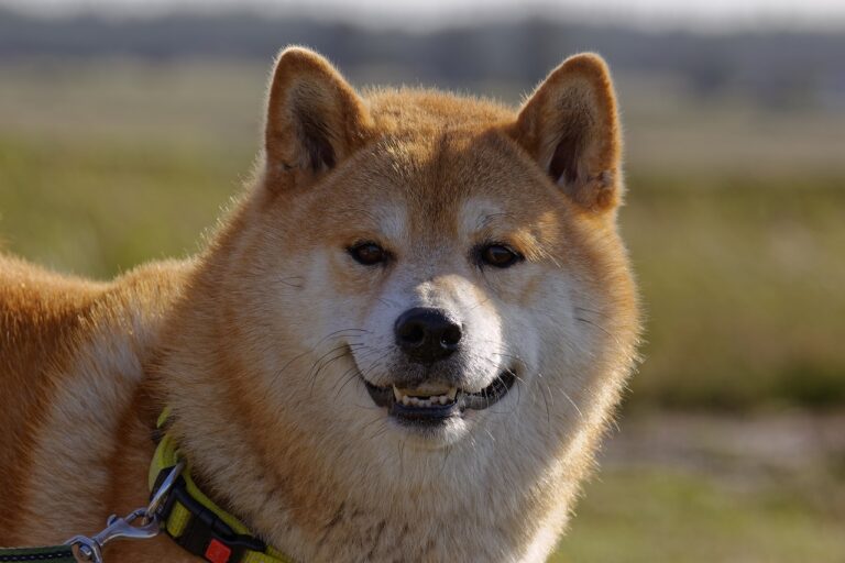 Fitmin seriál o psích plemenech: Shiba inu a Akita inu
