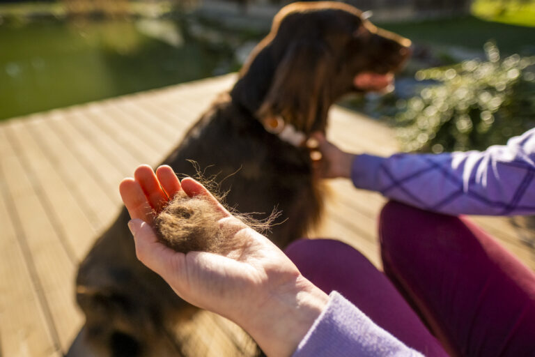 Alopecie a tvorba lysin u psů