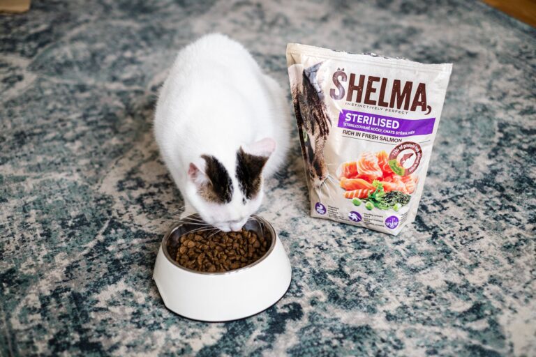 Zjistěte, jak kočka zezelená, vyhraje volby nebo zdědí miliony