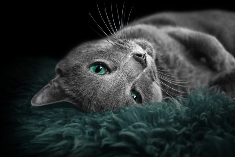 Kočky jsou nekompromisními food kritiky