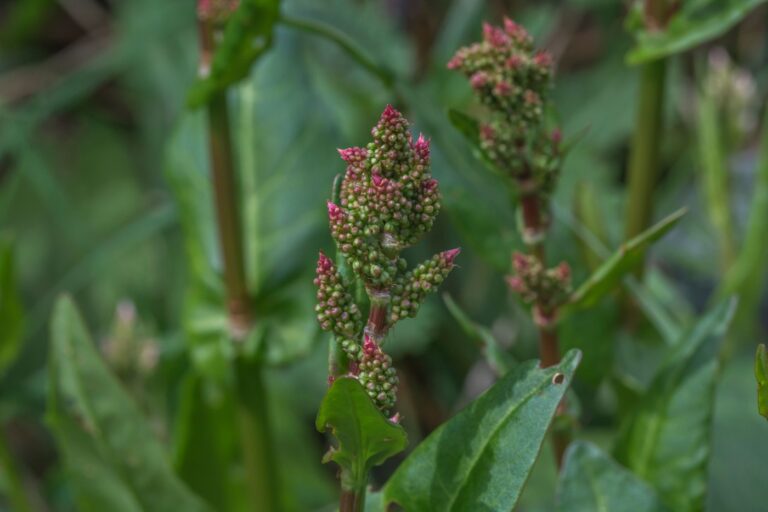 Bylinka z dětství, která pomáhá i dnes. Šťovík nejen na lupénku a rýmu