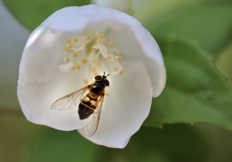 Ovocné mušky v kuchyni? Stačí jeden obyčejný trik a zmizí jako mávnutím ruky