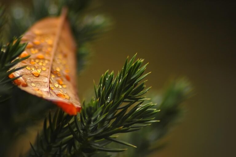 Túje jsou pasé: Zasaďte srbský smrk a vytvořte si neproniknutelnou alpskou stěnu